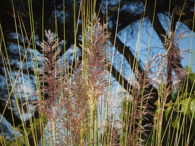 Miscanthus junceus flower heads large ornamental indigenous grass
